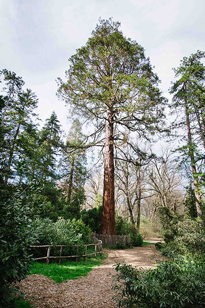 arboretum mamutfenyő 400x600